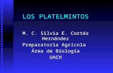 LOS PLATELMINTOS M. C. Silvia E. Cortés Hernández Preparatoria Agrícola Área de Biología UACH.