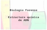 Biología Forense Estructura química de ADN Repaso Biología Forense Biólogos Forenses –Características –Descripción de labores Evidencia –Estándares vs.