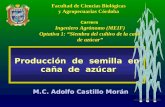 Producción de semilla en caña de azúcar caña de azúcar M.C. Adolfo Castillo Morán Facultad de Ciencias Biológicas y Agropecuarias Córdoba Carrera Ingeniero.