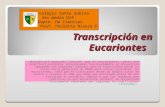 Transcripción en Eucariontes Aprendizaje esperado: Conocen que en procariontes, genes que codifican proteínas relacionadas funcionalmente se encuentran.