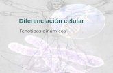 Diferenciación celular Fenotipos dinámicos. Contenidos  Desarrollo embrionario  Genes y desarrollo embrionario  Estructura y función en fenotipos celulares.