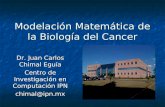 Modelación Matemática de la Biología del Cancer Dr. Juan Carlos Chimal Eguía Centro de Investigación en Computación IPN chimal@ipn.mx.