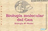1 BIOLOGIA Biología molecular del Gen Biología 4º Medio.