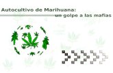Autocultivo de Marihuana: un golpe a las mafias Autocultivo de Marihuana: un golpe a las mafias.