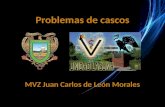 Problemas de cascos MVZ Juan Carlos de León Morales.