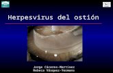 Herpesvirus del ostión Jorge Cáceres-Martínez Rebeca Vásquez-Yeomans.