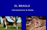 EL BEAGLE Conozcamos la Raza. Descripción e Historia De origen británico, se cree que el Beagle ha evolucionado de pequeños hounds utilizados para el.