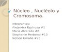 Núcleo, Nucléolo y Cromosoma. Integrantes: Alejandra Espinoza #1 Maria Alvarado #8 Stephanie Perdomo #13 Nelson Umaña #26.