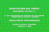 ADAPTACIÓN DEL PIÑÓN Jatropha curcas L. A LOS ECOSISTEMAS DE SABANAS DE ALTILLANURA ORINOCENSE, VICHADA, COLOMBIA RESULTADOS PRELIMINARES Puerto Carreño,