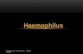 26. haemophilus