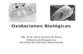 Oxidaciones Biológicas MSc. Bioq. María Bárbara De Biasio Cátedra de Bioquímica Facultad de Ciencias Veterinarias.