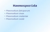 Haemosporida Plasmodium falciparum Plasmodium vivax Plasmodium malariae Plasmodium ovale.