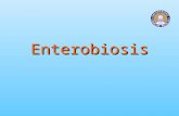 Enterobiosis. Enterobiosis Infección del intestino grueso del ser humano causada por Enterobius vermicularis, que se caracteriza por la producción de.
