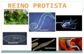 REINO PROTISTA características gerais REINO PROTISTA clorófita tripanossomo giárdia plasmódio paramecium diatomáceas plasmódio.