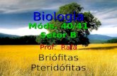 Briófitas Pteridófitas Biologia Prof. Rafa Móds. 40/41 Setor B.