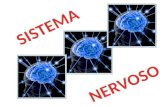 Sistema Nervoso Sistema Nervoso Central Encéfalo Medula Espinal Sistema Nervoso Periférico Sistema Nervoso Somático Sistema Nervoso Autónomo Simpático.