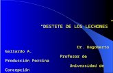 DESTETE DE LOS LECHONES Dr. Dagoberto Gallardo A. Profesor de Producción Porcina Universidad de Concepción.