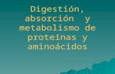 Digestión, absorción y metabolismo de proteínas y aminoácidos.