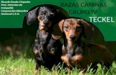 RAZAS CANINAS GRUPO IV TECKEL Ricardo Rueda Céspedes Prof. Animales de Compañía Corporación Educativa Nacional C.E.N.