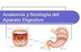 Anatomía y fisiología del Aparato Digestivo. Etapas del proceso digestivo Ingestión: Los alimentos son triturados por los dientes y mezclados con la saliva.