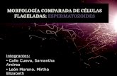 MORFOLOGÍA COMPARADA DE CÉLULAS FLAGELADAS