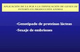 -Genotipado de proteínas lácteas -Sexaje de embriones APLICACIÓN DE LA PCR A LA TIPIFICACIÓN DE GENES DE INTERÉS EN PRODUCCIÓN ANIMAL.