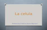 La celula Profesora:Cristina Acero Mamani. ESTRUCTURA DE LA CELULA VEGETAL O 1. Nucléolo,Nucléolo O 2. Núcleo,Núcleo O 3. Ribosoma,Ribosoma O 4. Vesícula,Vesícula.