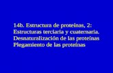 14b. Estructura de proteínas, 2: Estructuras terciaria y cuaternaria. Desnaturalización de las proteínas Plegamiento de las proteínas.
