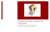 Conducto Inguinal ANATOMIA