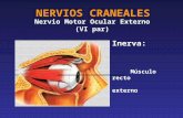 NERVIOS CRANEALES Nervio Motor Ocular Externo (VI par) Inerva: Músculo recto externo.
