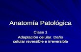 Anatomía Patológica Clase 1 Adaptación celular. Daño celular reversible e irreversible.