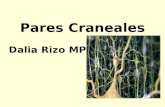 Pares Craneales Dalia Rizo MPSS. Sistema Nervioso SN CENTRAL SN PERIFERICO Encéfalo Medula Espinal Pares Craneales Nervios Raquídeos.