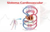 Sistema Cardiovascular Diapositivas