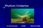 Phyllum Cnidarios