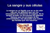 La sangre y_sus_células