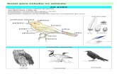 Guía animais (aves)