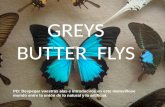 Greys butter flys