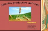 Circuito productivo del trigo