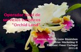 Plan de mkt orchid land