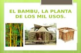 El bambu, la planta de los mil usos