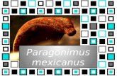 Paragonimus mexicanus