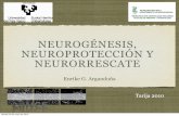 Neuroprotección, neurogénesis y neurorrescate