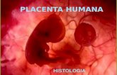 histología de placenta humana y glándula mamaria