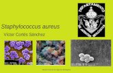 5.  Staphylococcus aureus
