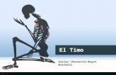 El Timo - Generalidades, Anatomía, Histología, Embriología, Relaciones, Irrigación, Inervación
