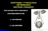 Anatomia y fisiologia veterinaria, sistema renal 23