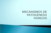 Mecanismos de patogenesis en hongos 2009