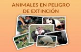 Animales en via de extinciòn