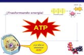 El ATP: transformaciones de energía