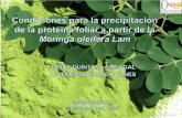 Condiciones para la precipitacion de la proteina foliar a partir de la moringa oleifera lam
